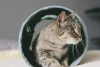 Туннель-игрушка для кошек Норка (изображение №2)