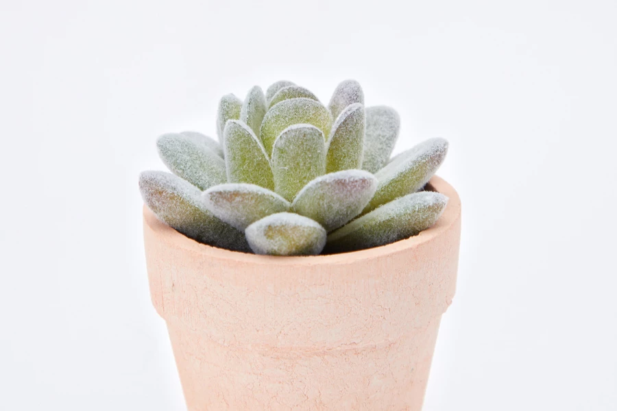 Искусственное растение Суккулент в бумажном горшке (изображение №2)
