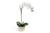 product-color-313067