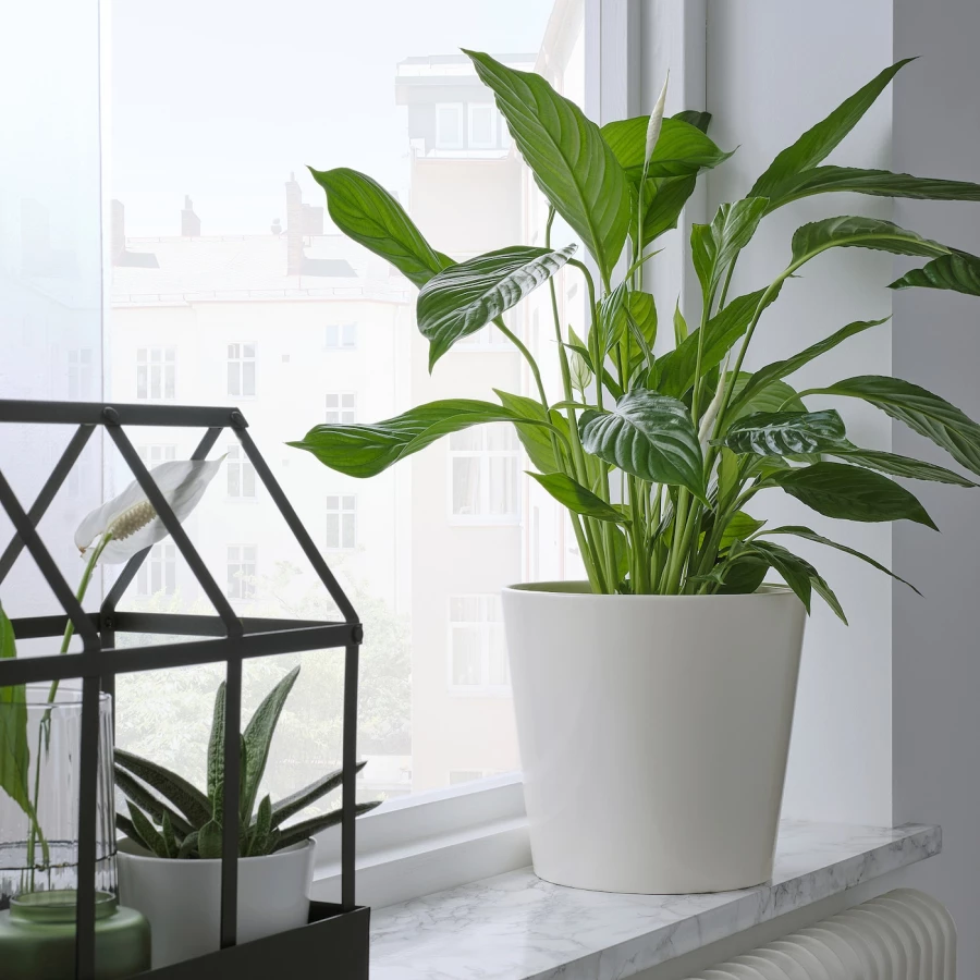 Горшок для растений - IKEA SOJABÖNA/SOJABONA, 19 см, белый, СОЯБОНА ИКЕА (изображение №6)