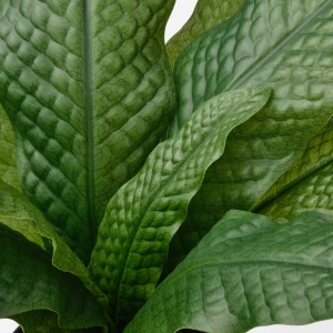 Второе фото. FEJKA Искусственное растение в горшке ИКЕА