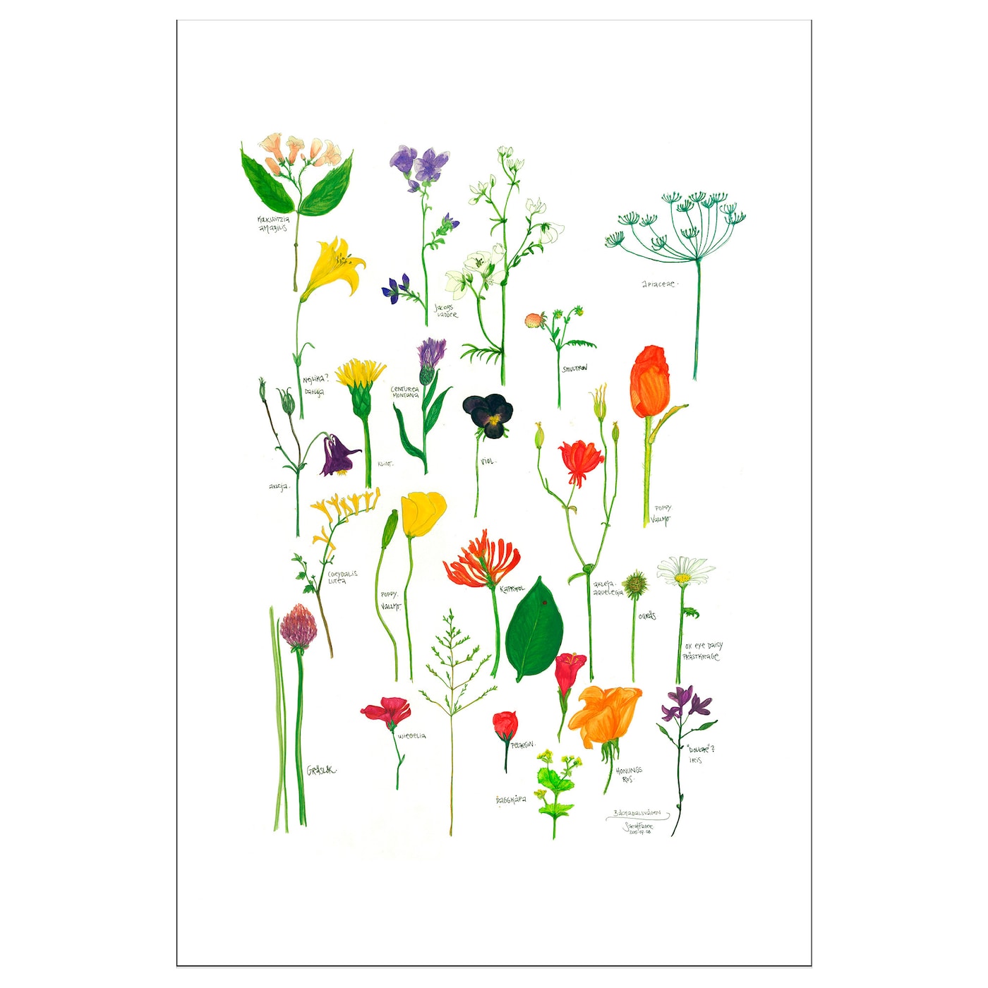 Постер - IKEA BILD, 61х91 см, «Цветущие цветы», БИЛЬД ИКЕА