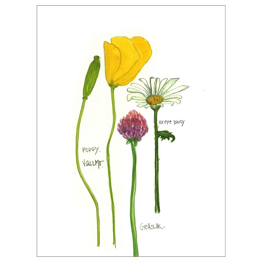 Постер - IKEA BILD, 30х40 см, «Цветущие растения II», БИЛЬД ИКЕА (изображение №1)