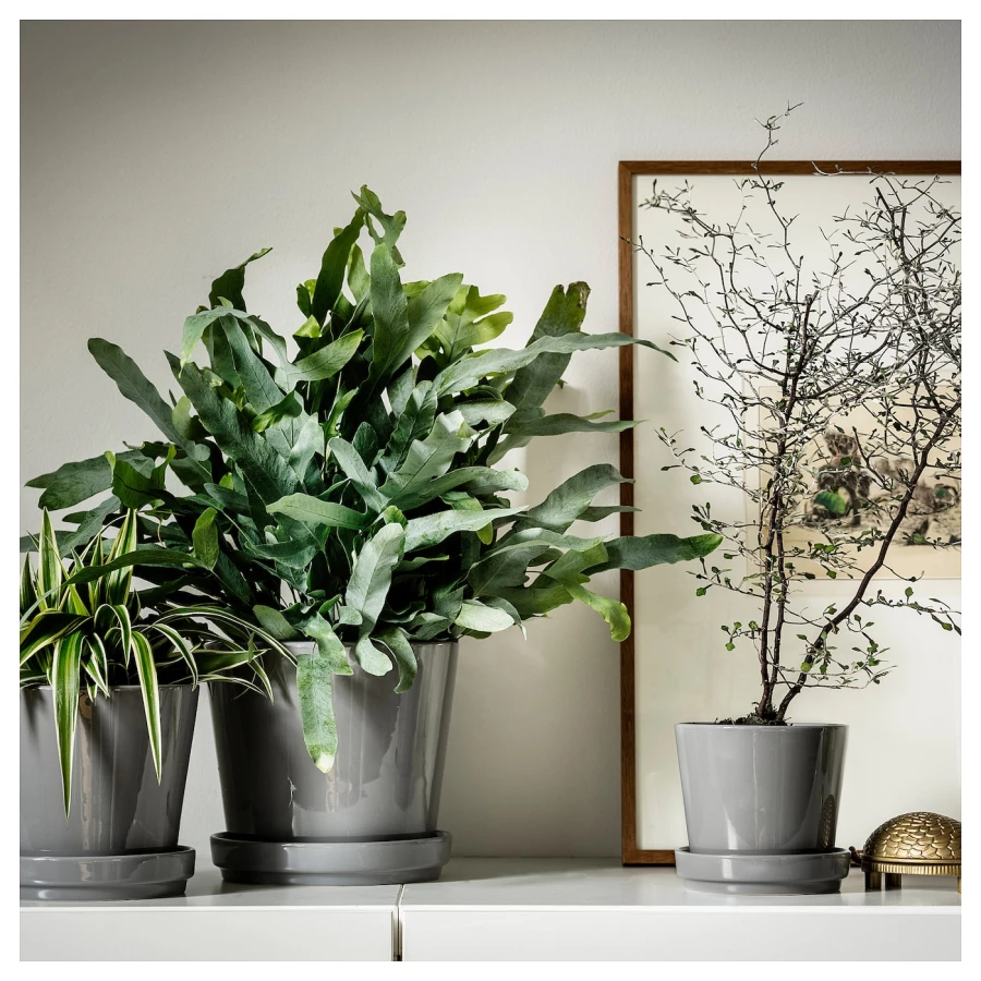 Горшок для растений - IKEA CITRUSFRUKT, 12 см, серый, КИТРУСФРУКТ ИКЕА (изображение №4)