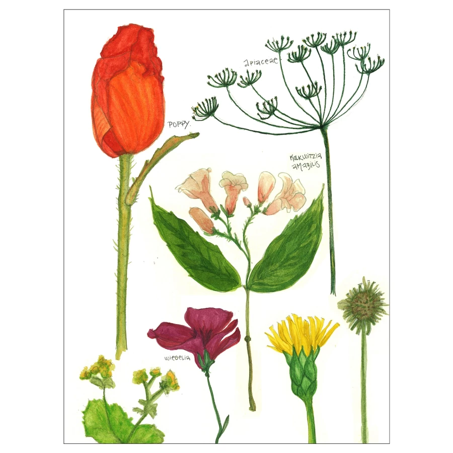 Постер - IKEA BILD, 30х40 см, «Цветущие растения I», БИЛЬД ИКЕА (изображение №1)