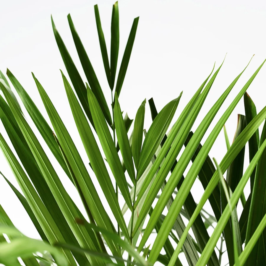 DYPSIS LUTESCENS Горшечное растение ИКЕА (изображение №5)