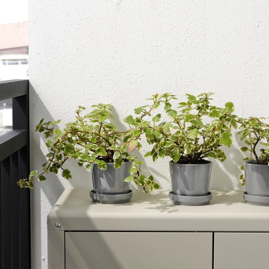 Горшок для растений - IKEA CITRUSFRUKT, 9 см, серый, КИТРУСФРУКТ ИКЕА (изображение №6)