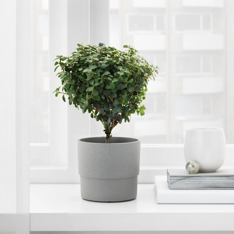 Горшок для растений - IKEA NYPON, 9 см, серый, НИПОН ИКЕА (изображение №4)