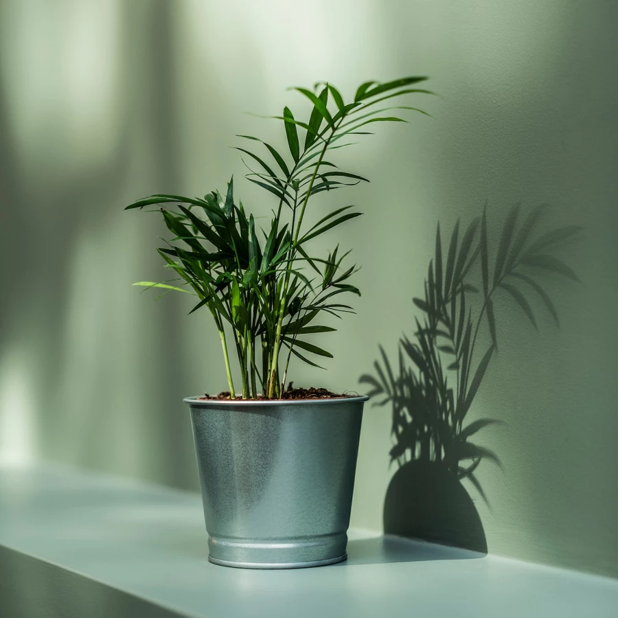 Горшок для растений - IKEA BINTJE, 9 см, оцинкованный, БИНТЬЕ ИКЕА (изображение №5)