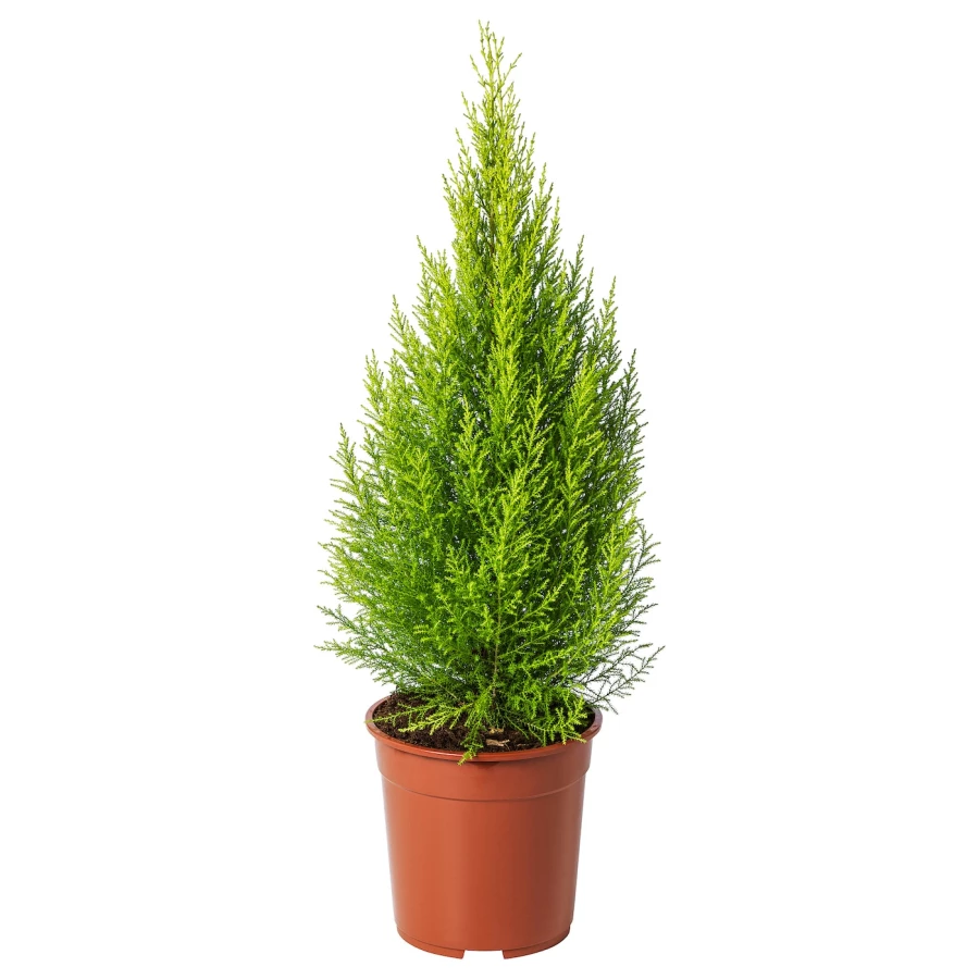 CUPRESSUS MACROCARPA Горшечное растение ИКЕА (изображение №1)