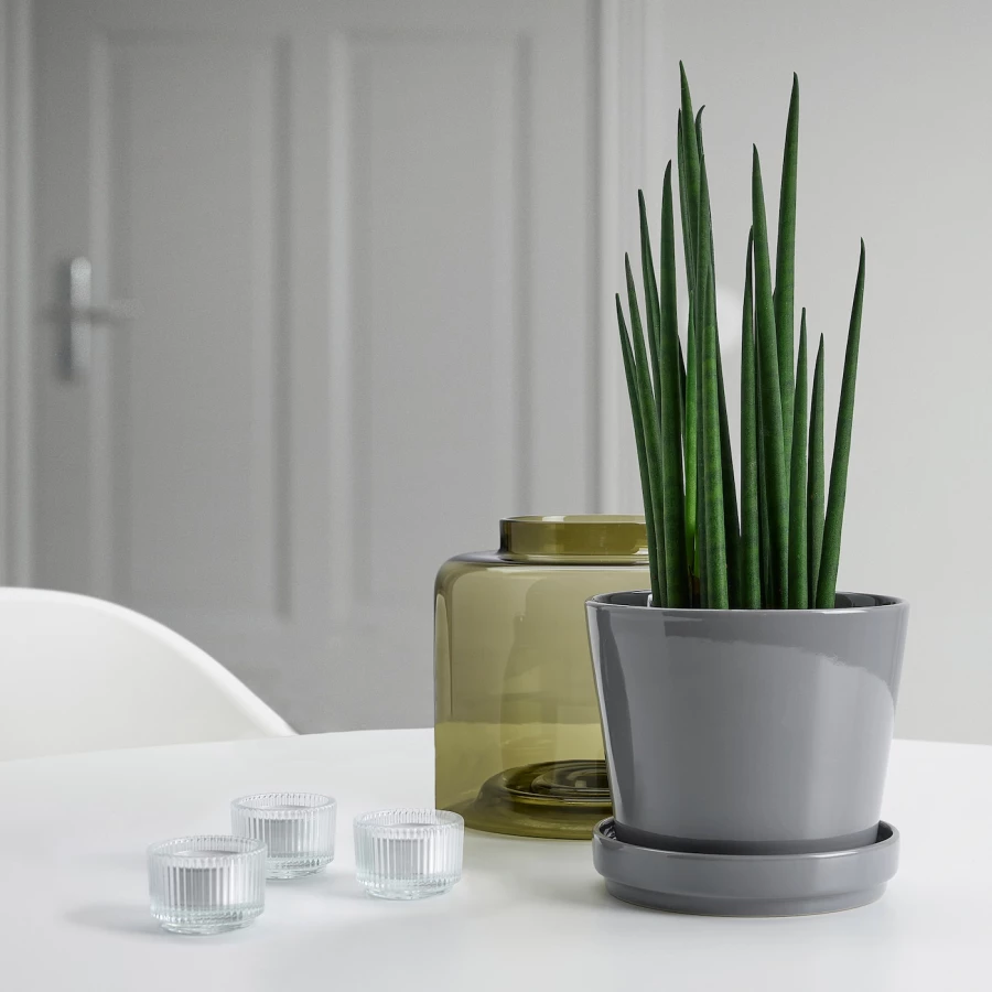 Горшок для растений - IKEA CITRUSFRUKT, 12 см, серый, КИТРУСФРУКТ ИКЕА (изображение №9)