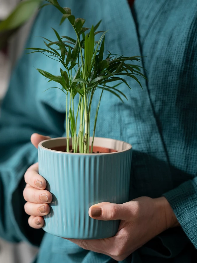 Комнатное растение - IKEA CHAMAEDOREA ELEGANS, 20 см, ХАМЕДОРЕЯ ЭЛЕГАНС ИКЕА (изображение №3)