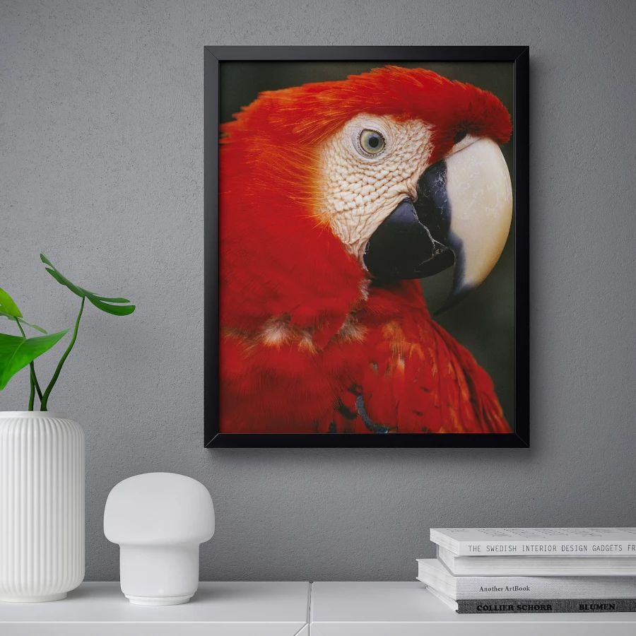 Постер - IKEA BILD, 40х50 см, «Попугай в профиль», БИЛЬД ИКЕА (изображение №2)