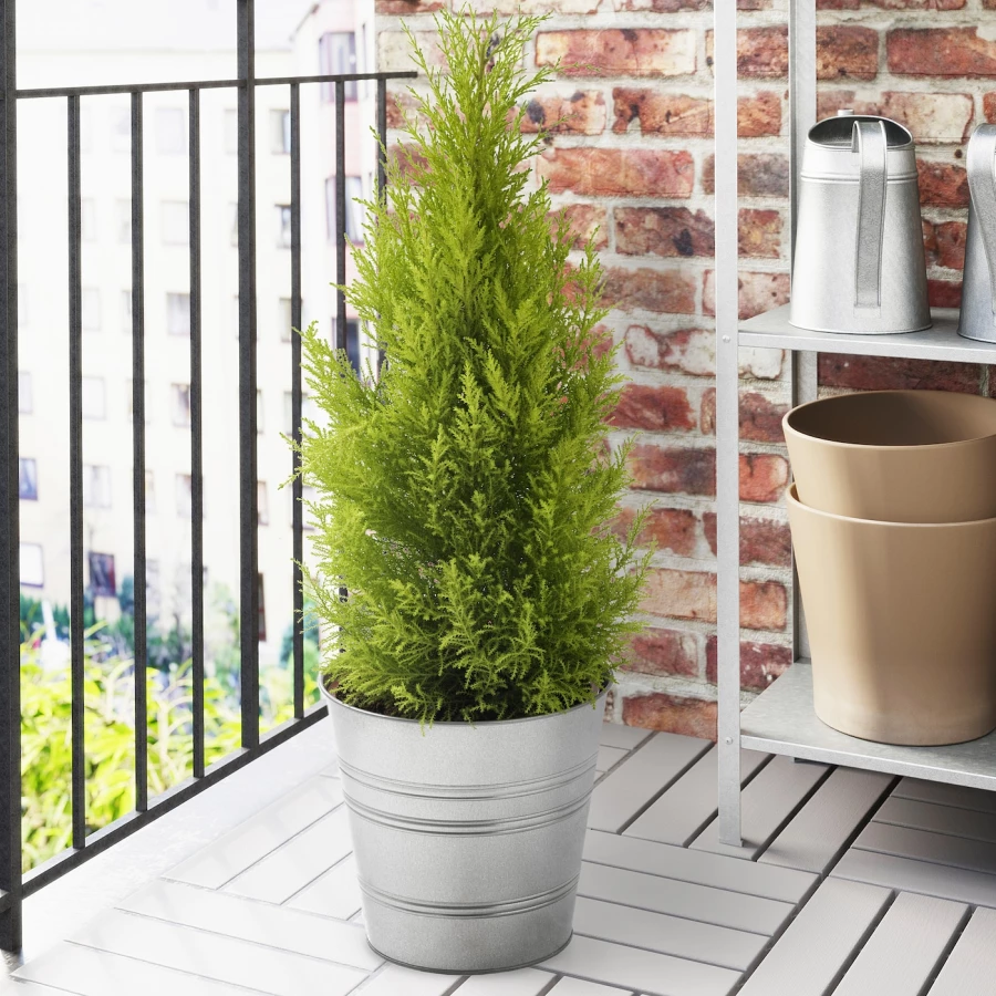CUPRESSUS MACROCARPA Горшечное растение ИКЕА (изображение №2)
