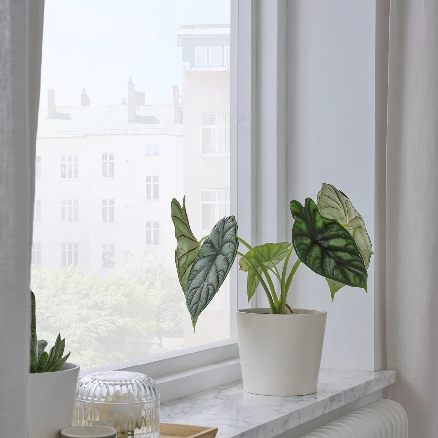 Горшок для растений - IKEA SOJABÖNA/SOJABONA, 12 см, белый, СОЯБОНА ИКЕА (изображение №4)