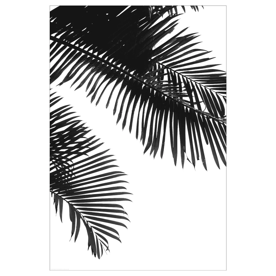 Постер - IKEA BILD, 61х91 см, «Линейные пальмовые листья», БИЛЬД ИКЕА (изображение №1)