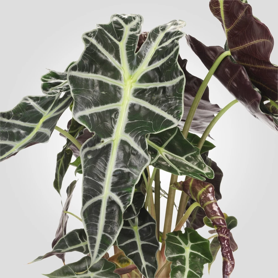 ALOCASIA AMAZONICA Горшечное растение ИКЕА (изображение №3)