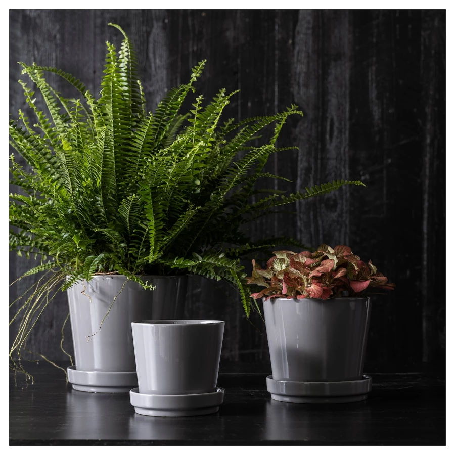 Горшок для растений - IKEA CITRUSFRUKT, 15 см, серый, КИТРУСФРУКТ ИКЕА (изображение №5)