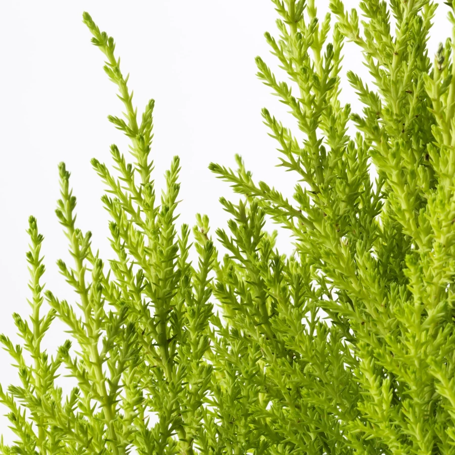 CUPRESSUS MACROCARPA Горшечное растение ИКЕА (изображение №4)