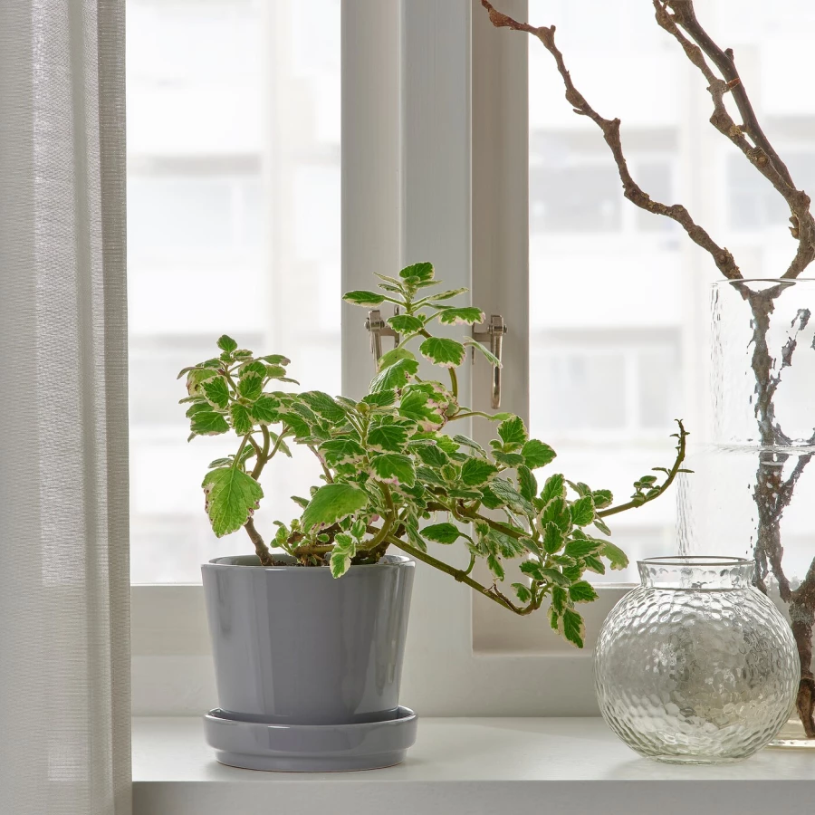 Горшок для растений - IKEA CITRUSFRUKT, 9 см, серый, КИТРУСФРУКТ ИКЕА (изображение №4)
