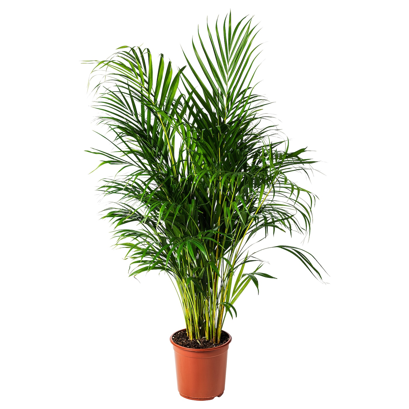 DYPSIS LUTESCENS Горшечное растение ИКЕА