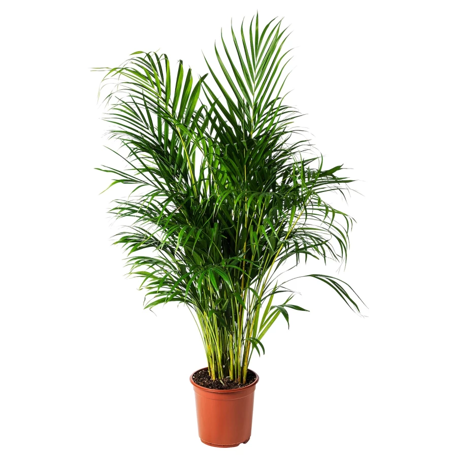 DYPSIS LUTESCENS Горшечное растение ИКЕА (изображение №1)
