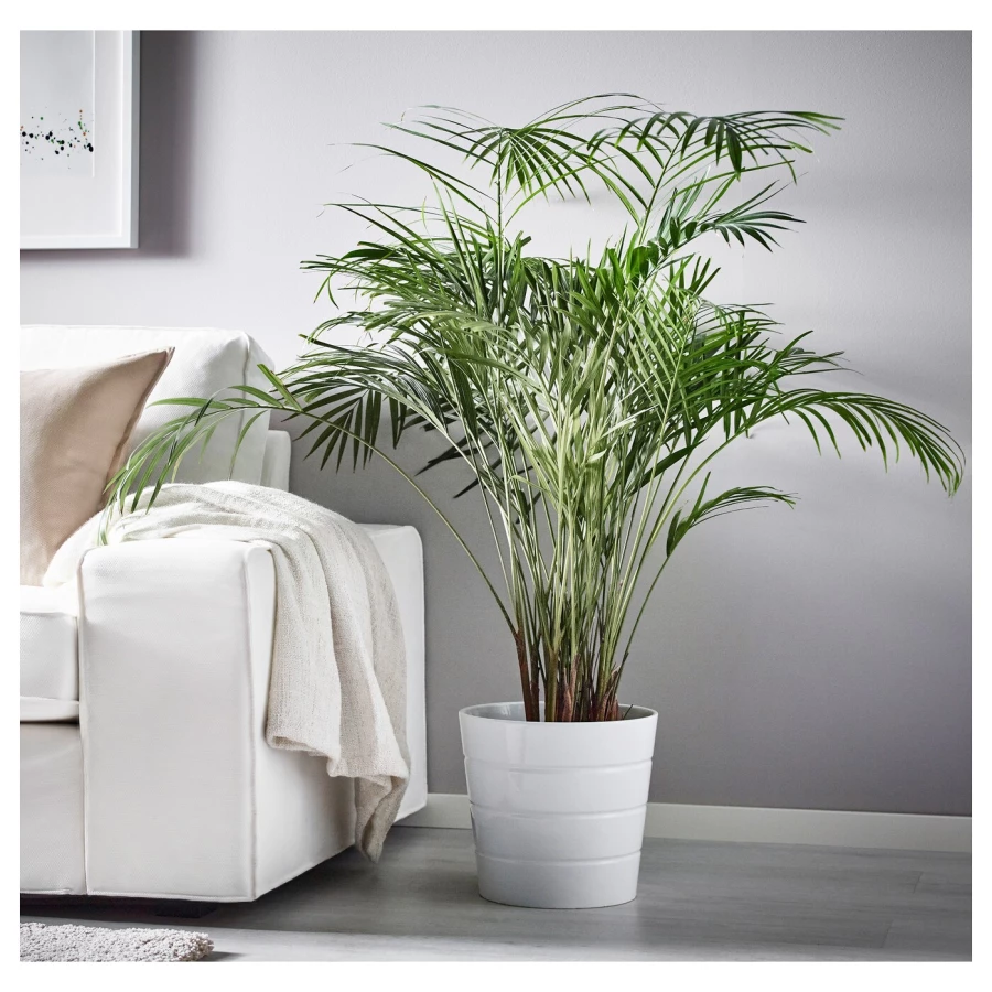 DYPSIS LUTESCENS Горшечное растение ИКЕА (изображение №4)