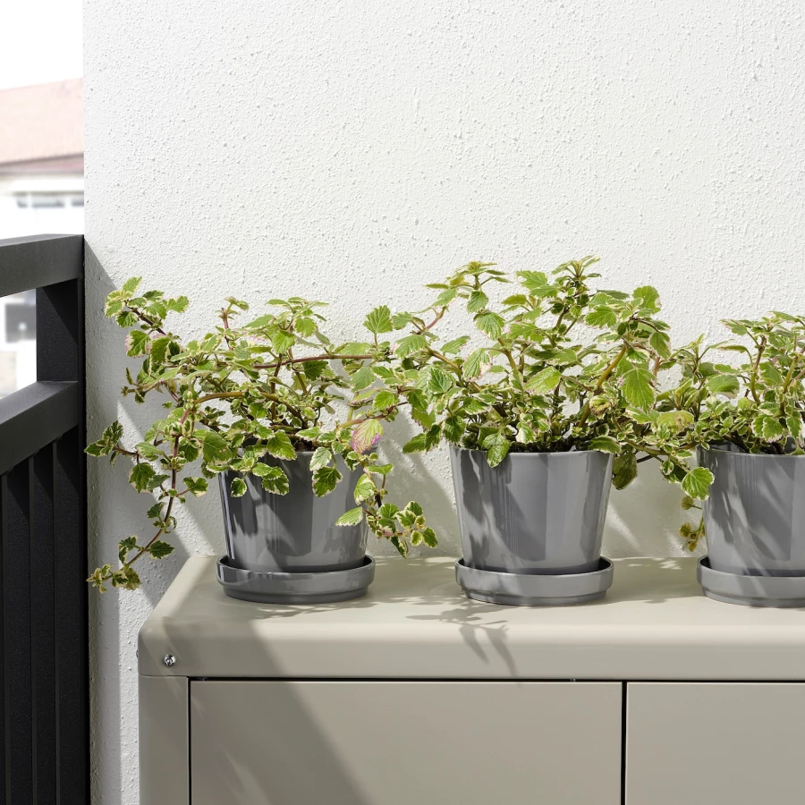 Горшок для растений - IKEA CITRUSFRUKT, 12 см, серый, КИТРУСФРУКТ ИКЕА (изображение №3)