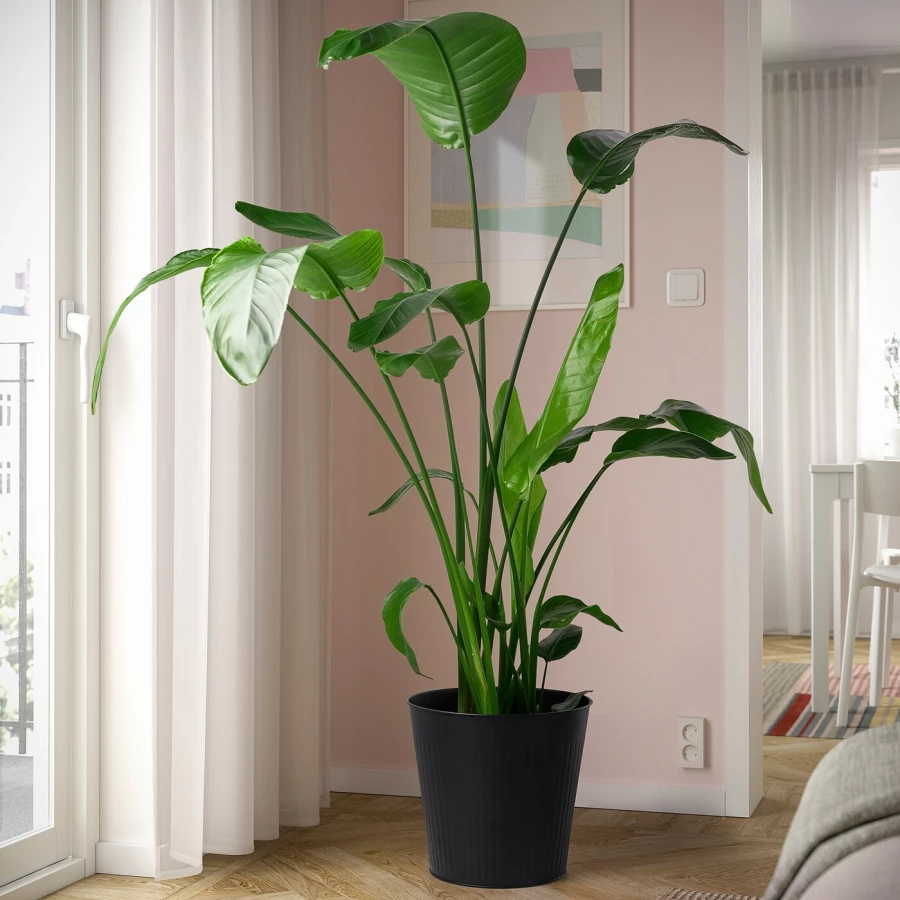 Горшок для растений - IKEA CITRONMELISS, 32 см, антрацит, ЦИТРОНМЕЛИСС ИКЕА (изображение №4)
