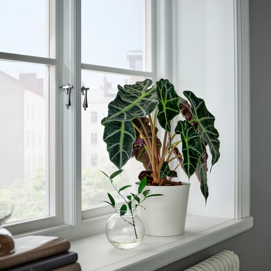 ALOCASIA AMAZONICA Горшечное растение ИКЕА (изображение №2)