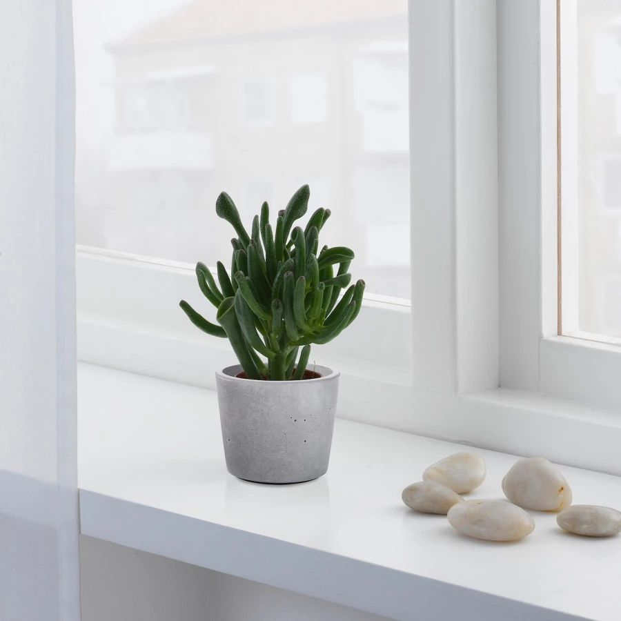 Горшок для растений - IKEA BOYSENBÄR/BOYSENBAR, 6 см, светло-серый, БОЙСЕНБЭР ИКЕА (изображение №2)