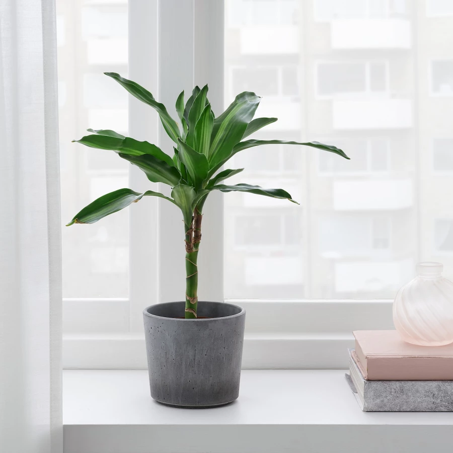 Горшок для растений - IKEA BOYSENBÄR/BOYSENBAR, 9 см, светло-серый, БОЙСЕНБЭР ИКЕА (изображение №2)