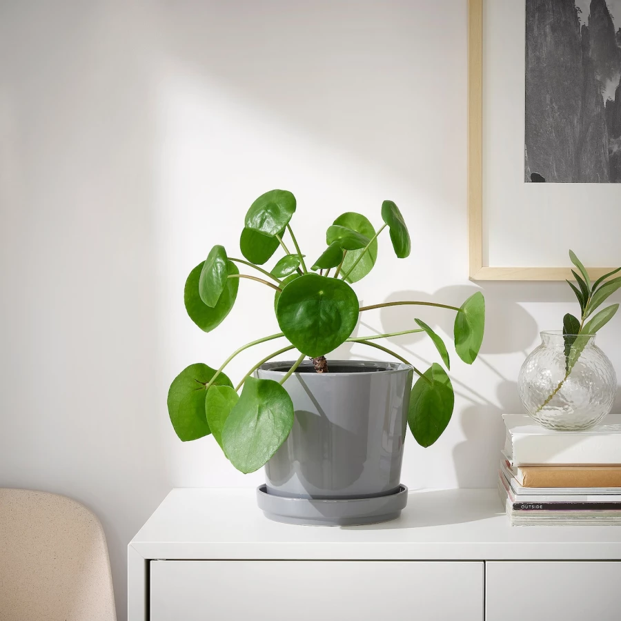 Горшок для растений - IKEA CITRUSFRUKT, 15 см, серый, КИТРУСФРУКТ ИКЕА (изображение №2)