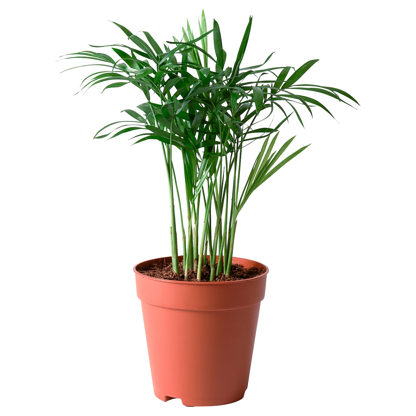 Комнатное растение - IKEA CHAMAEDOREA ELEGANS, 20 см, ХАМЕДОРЕЯ ЭЛЕГАНС ИКЕА