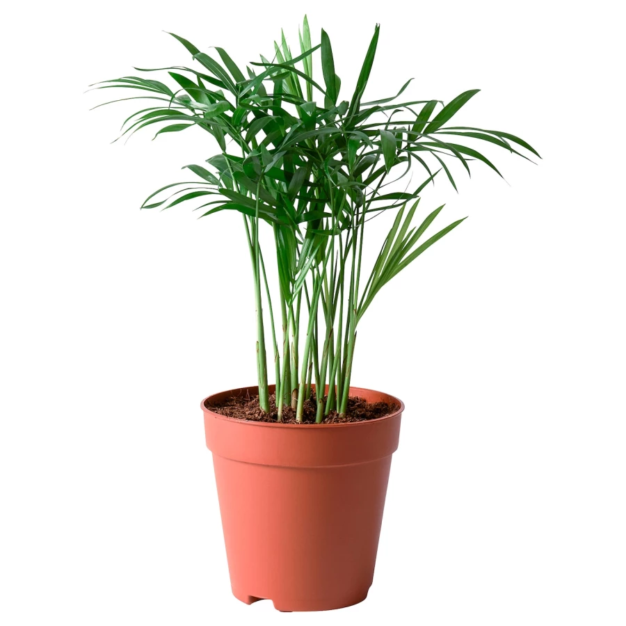 Комнатное растение - IKEA CHAMAEDOREA ELEGANS, 20 см, ХАМЕДОРЕЯ ЭЛЕГАНС ИКЕА (изображение №1)
