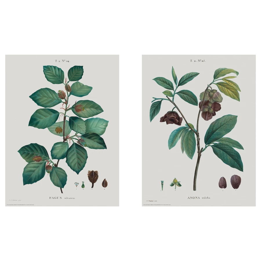 Постер, 2 шт. - IKEA BILD, 30х40 см, «Ботаническое исследование II», БИЛЬД ИКЕА (изображение №1)