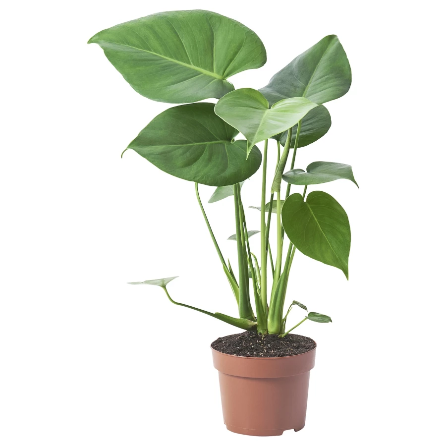 MONSTERA DELICIOSA Горшечное растение ИКЕА за 1207 рублей в по России и в  г. Ярославль арт. 50515493 без предоплат — интернет-магазин ВАМДОДОМА