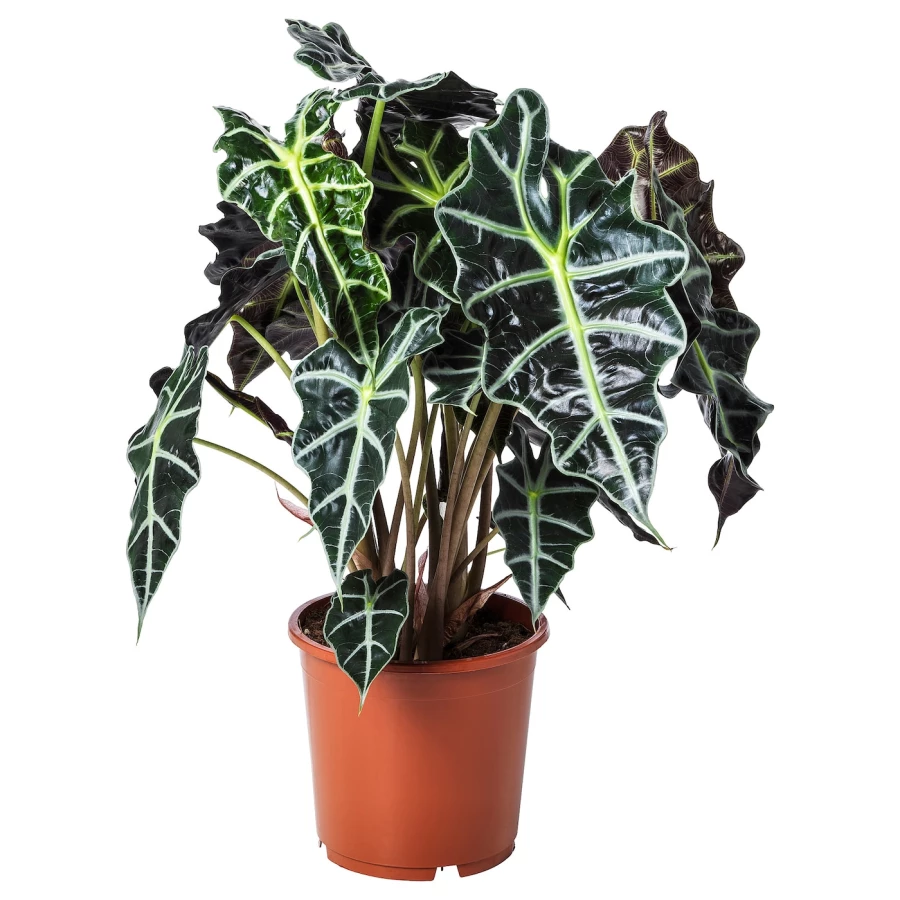 ALOCASIA AMAZONICA Горшечное растение ИКЕА (изображение №1)