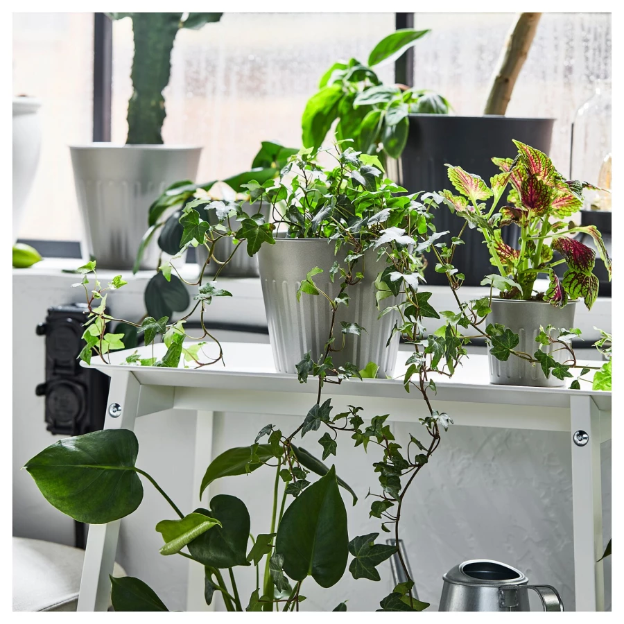 Горшок для растений - IKEA CITRONMELISS, 15 см, серый, ЦИТРОНМЕЛИСС ИКЕА (изображение №5)