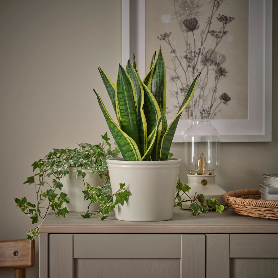 Горшок цветочный - IKEA KÖRSBÄRSBJÖRK/КЁРСБЭРСБШЁРК ИКЕА, 15 см, серо-зеленый (изображение №3)