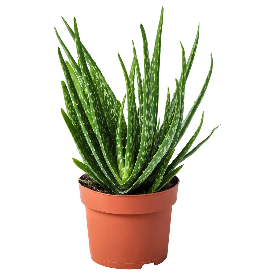 ALOE VERA Горшечное растение ИКЕА