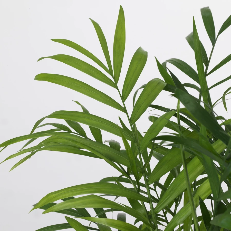 Комнатное растение - IKEA CHAMAEDOREA ELEGANS, 20 см, ХАМЕДОРЕЯ ЭЛЕГАНС ИКЕА (изображение №5)