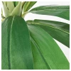 FEJKA искусственное растение ИКЕА (изображение №5)